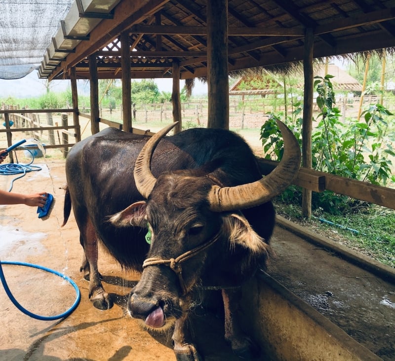 Laos Buffalo Dairy