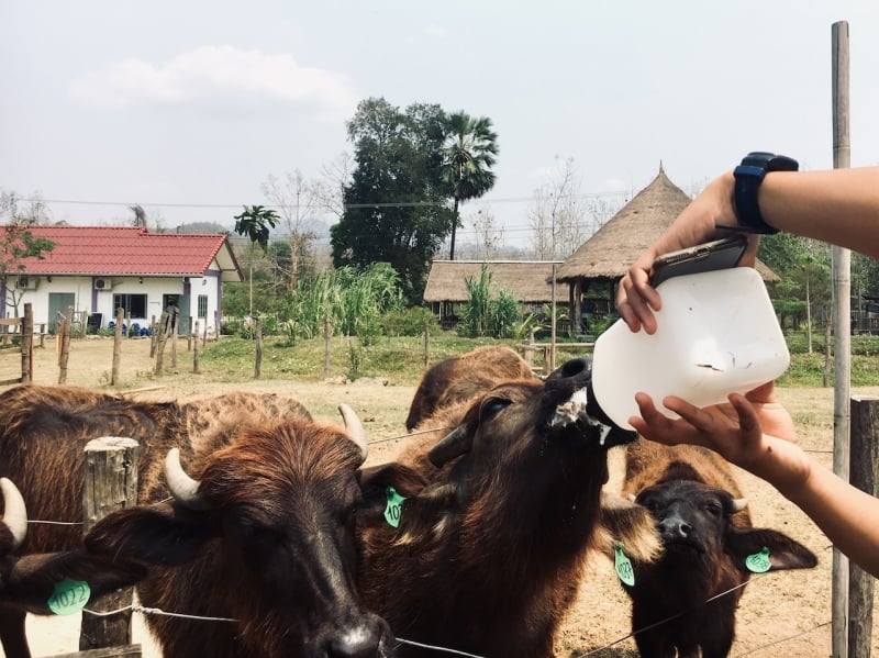 Feeding buffalo calves at Laos Buffalo Dairy