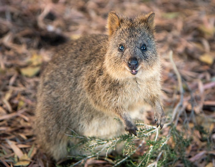 perth australia