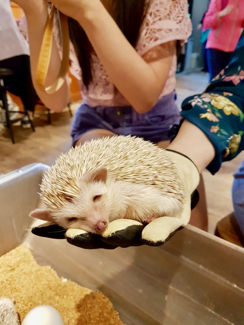 hedgehog cafe japan