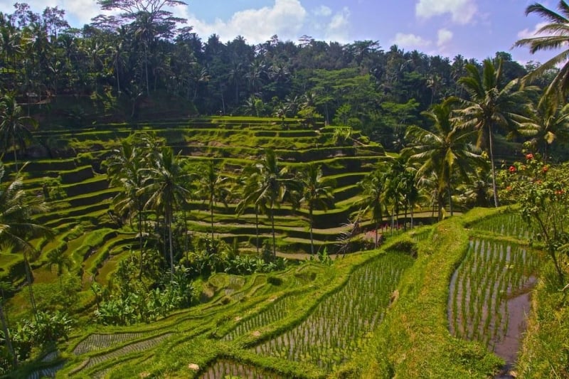 things to do in ubud: Tegalalang Rice Terraces 