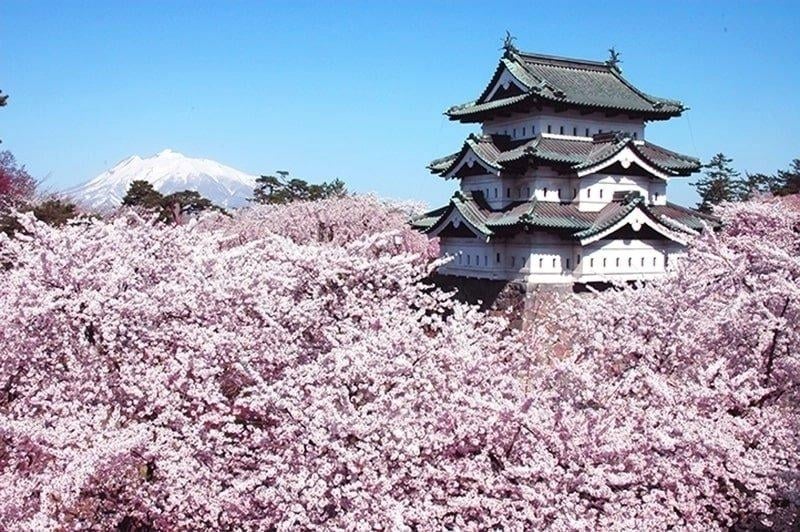 sakura at hirosaki castle