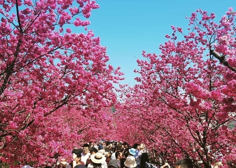 cherry blossoms locations in Asia