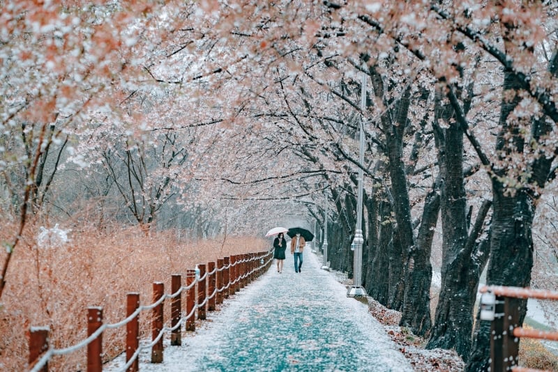 yangjae forest south korea cherry blossom 2023