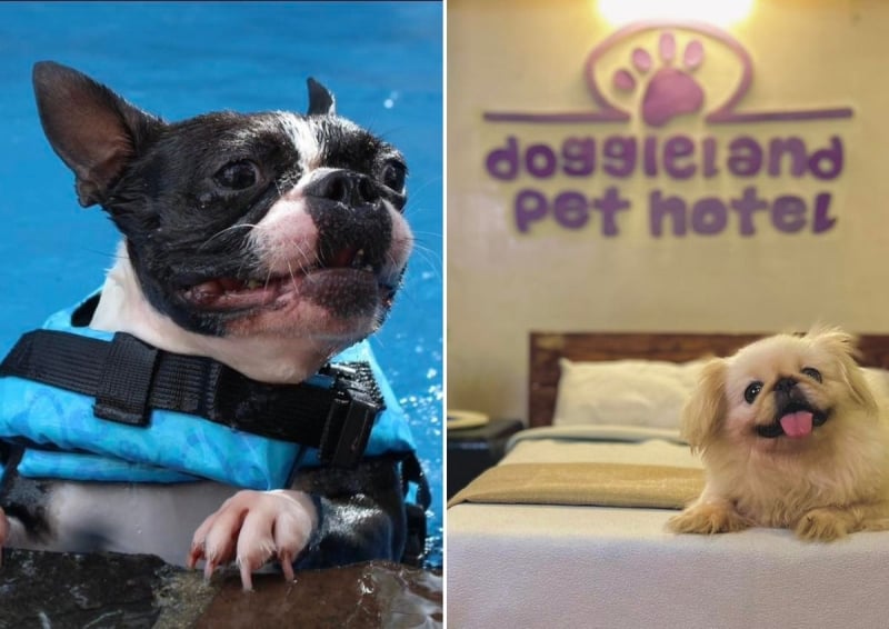 Doggieland Pet Hotel in Metro Manila