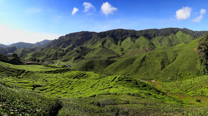 Cameron Highland