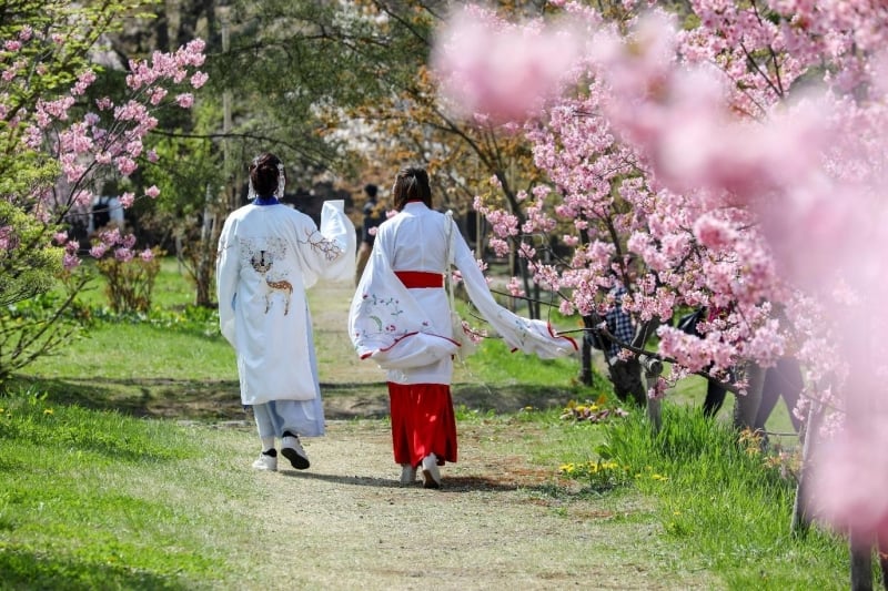 sakura at hirosaki castle park