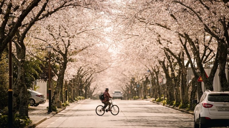 jeju island south korea cherry blossom 2023