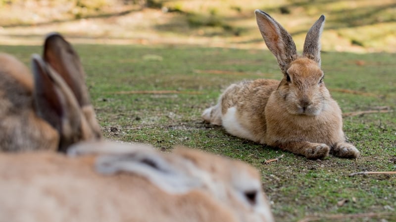 okunoshima, rabbit island, japan