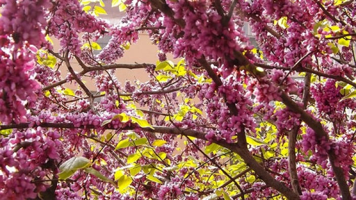 cherry blossoms beyond japan