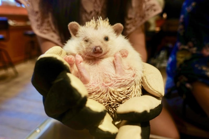 hedgehog cafe japan