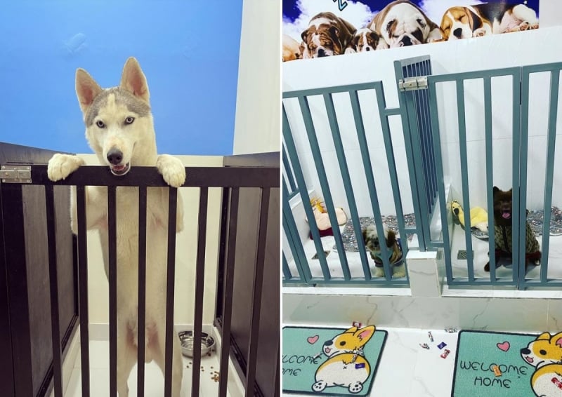 The Dog Spa and Pet Hotel in Metro Manila