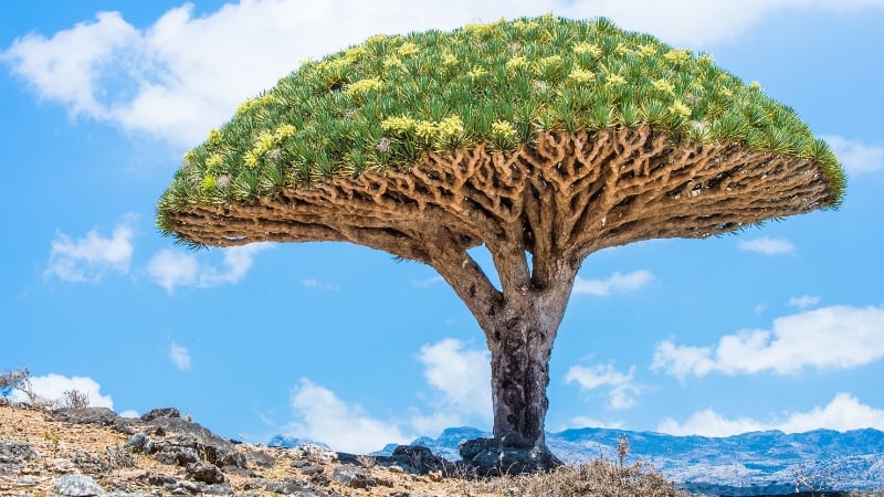 socotra island, yemen