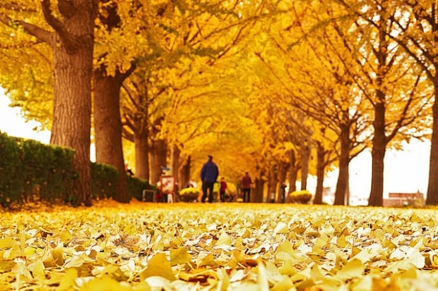 Asan Ginkgo Tree Road