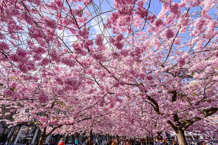 cherry blossoms beyond japan