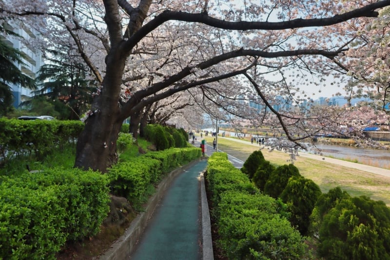 cherry blossoms korea 2023 busan