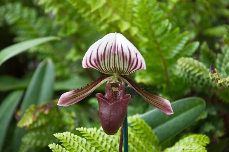 orchid