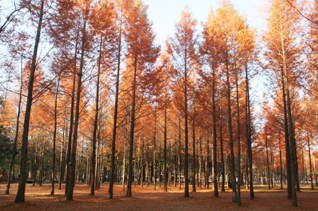 nami island