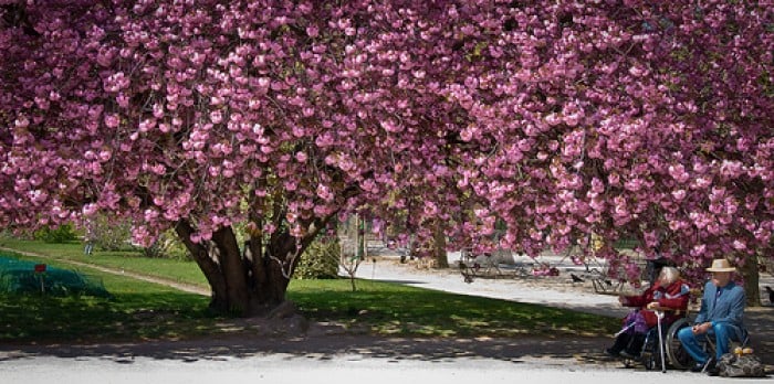 cherry blossoms beyond japan