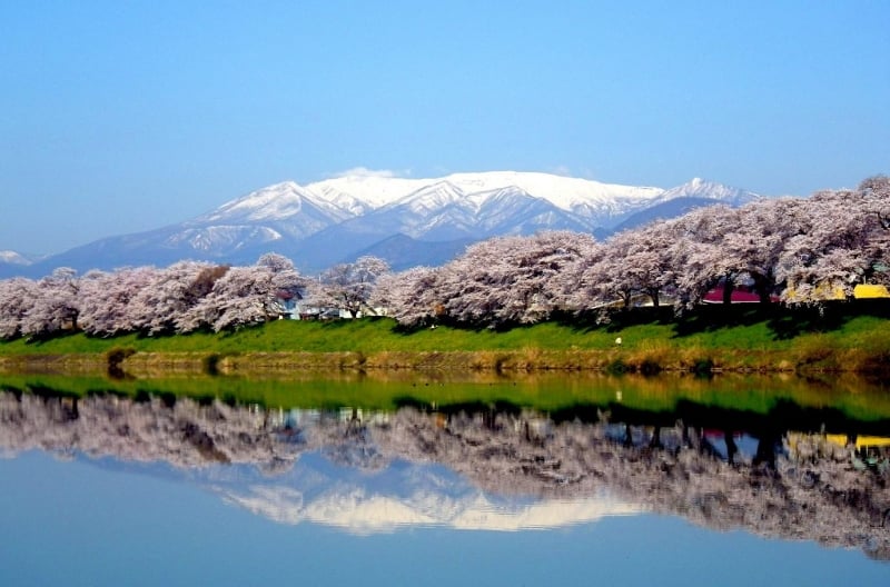 sakura reflected in shiroishi river with mount zao in background