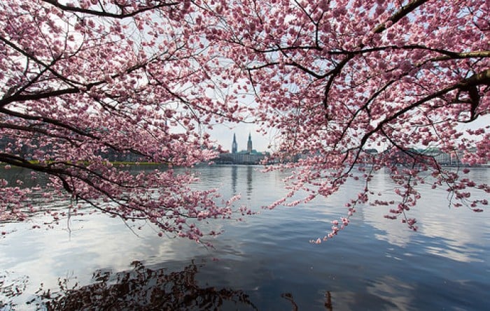 cherry blossoms beyond japan