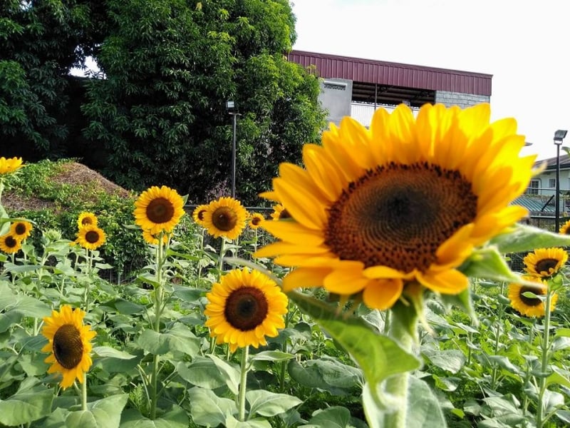 pasig city rainforest adventure experience