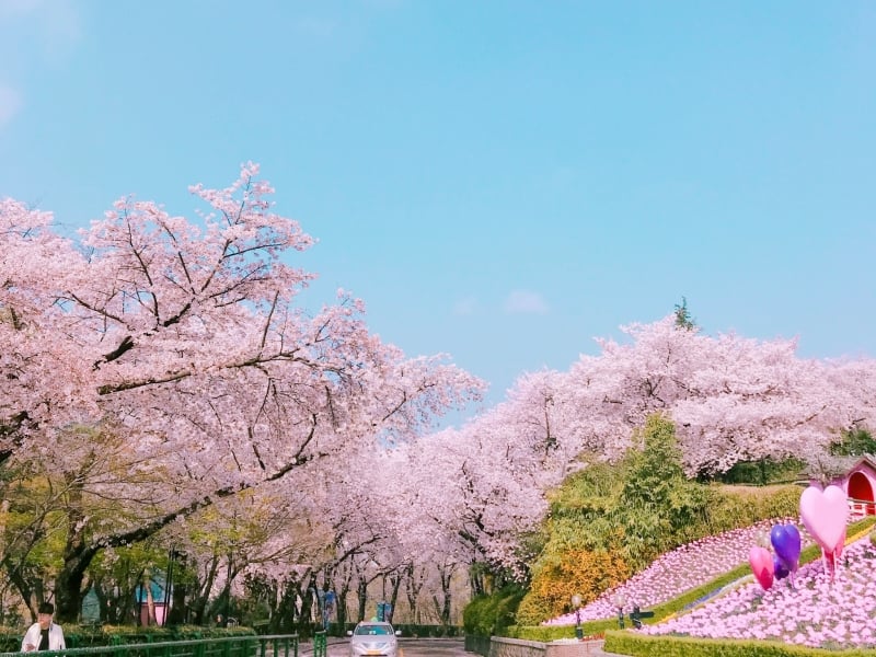 daegu e-world south korea cherry blossom 2023
