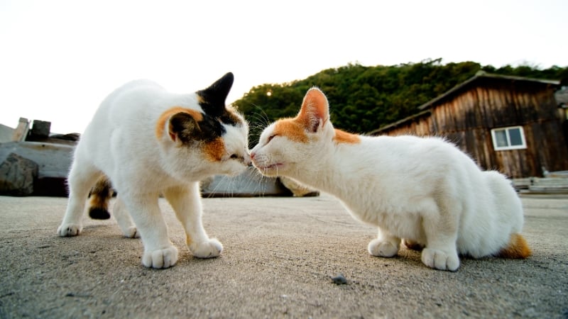 tashirojima, cat island, japan