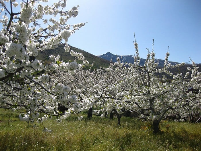 cherry blossoms beyond japan