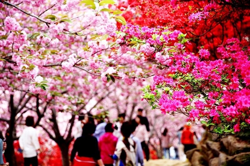 jeonju wansan park cherry blossoms korea 2023