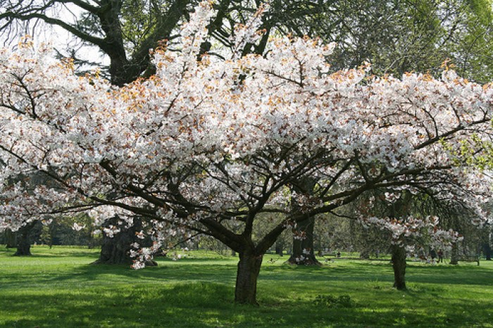 cherry blossoms beyond japan