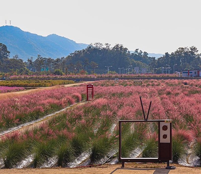 flower fields south korea