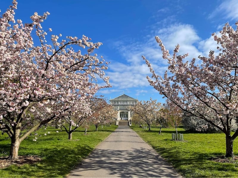 best places to see cherry blossoms in Europe