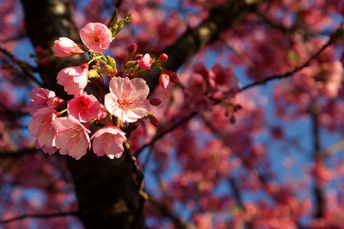 cherry blossoms beyond japan