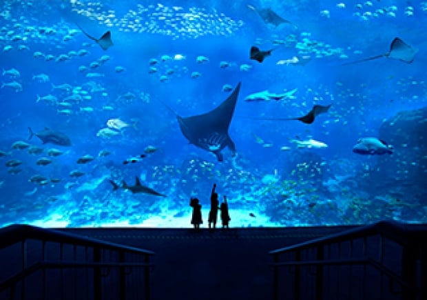 Special Rate in S.E.A. Aquarium Adult Ticket with OCBC Mastercard