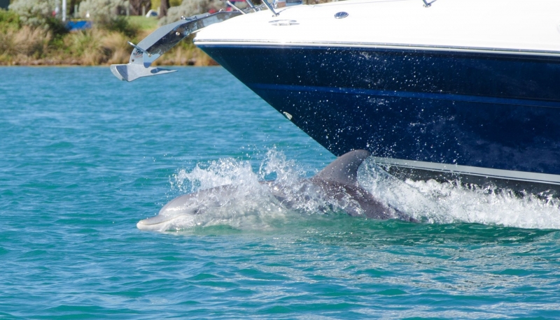Mandurah Dolphin Cruise