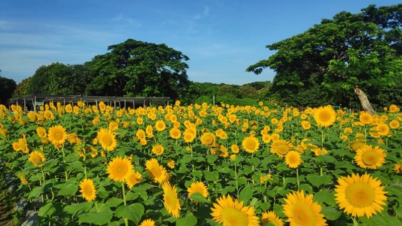 flower farms philippines