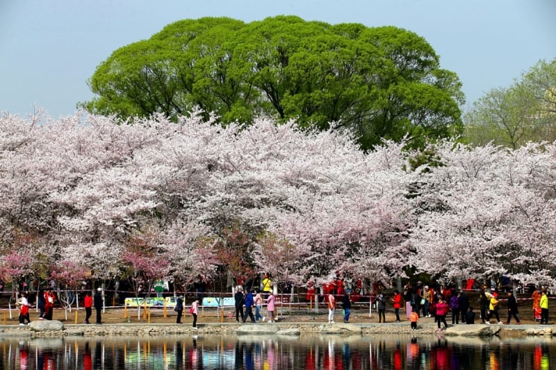 cherry blossoms in China