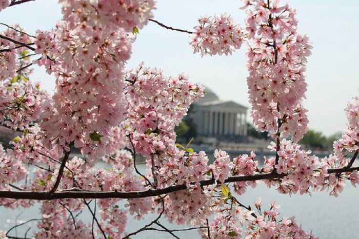 cherry blossoms beyond japan