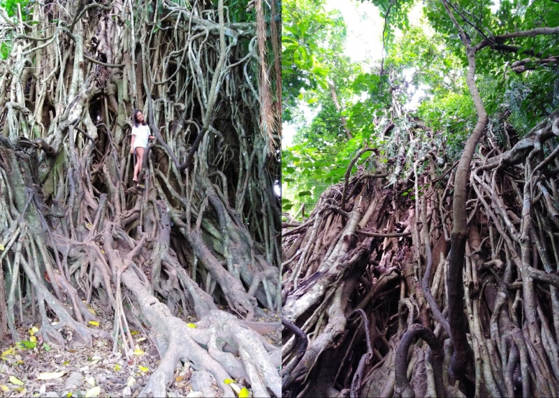 baler balete tree