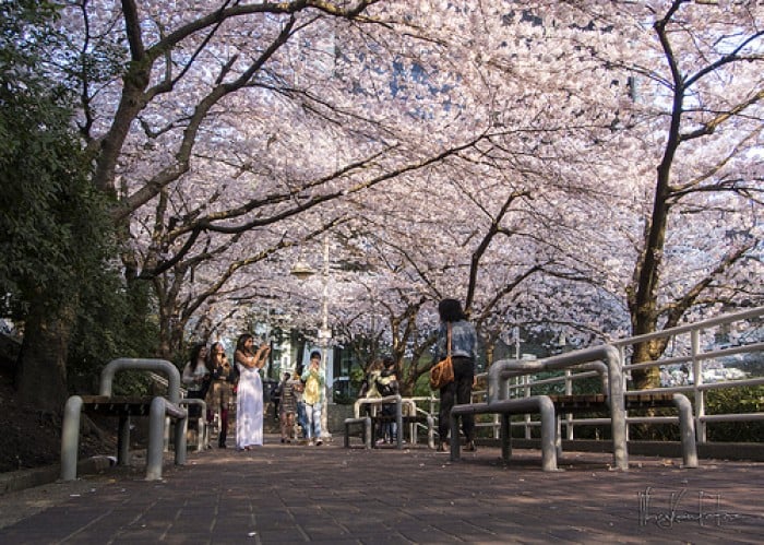 cherry blossoms beyond japan