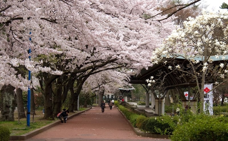 cherry blossoms japan