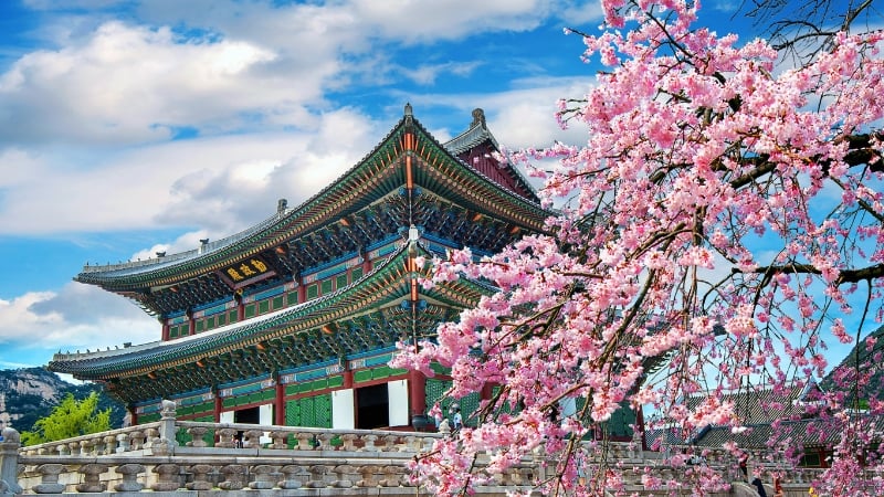 seoul in the spring with cherry blossoms