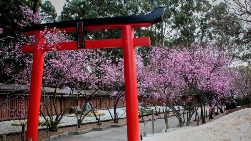Cherry blossom trail