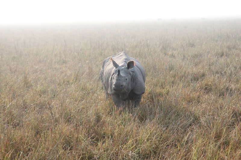 things to do in kaziranga