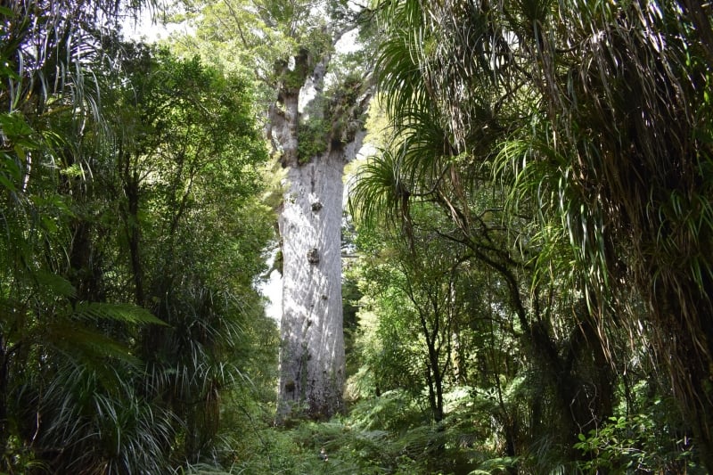 Nature in New Zealand Forest