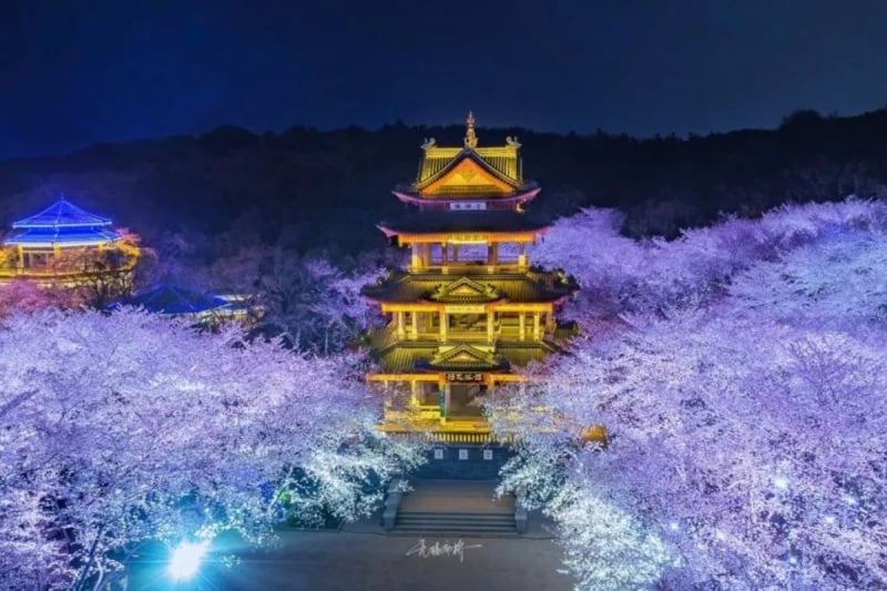 cherry blossoms in China