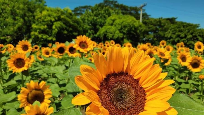 flower farms in the philippines