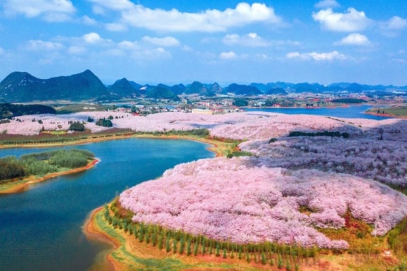 cherry blossoms in China
