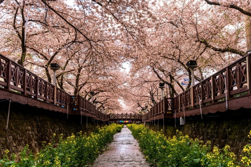 South Korea Cherry Blossom 2024 Forecast: When & Where to Go